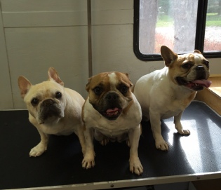 French Bulldog Mobile Breed Info