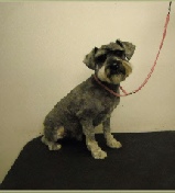 Schnoodle Mobile Breed Info